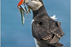 Puffin-With-Sand-Eels-by-Barry-Green