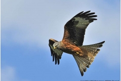 Red-Kite-by-Barry-Green