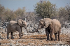 Elephant-Bonding-by-Roger-Tyler