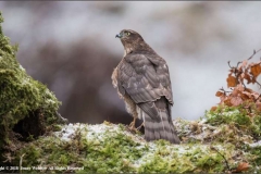 Female-Sparrow-Hawk-by-Jenny-Webster