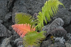 Fern-in-Lava-Rock-by-Les-Coombes