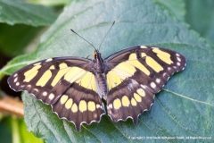 Malachite-butterfly-by-Sheila-Ballantyne-Smith
