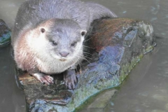 Otter-on-Rock-by-Les-Coombes