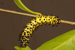 Silkmoth-Catterpillar-First-Moult-by-Dave-Riddle