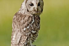 Tawny-Owl-by-Mike-Childs