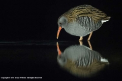 Water-Rail-by-Jenny-Webster