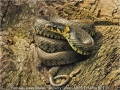 BarryGreen_FemaleGrassSnake