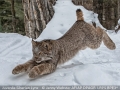JennyWebster_JuvenileSiberianLynx