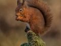 JennyWebster_RedSquirrelPointOfBalance