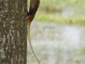 JohnDavidson_IndianChameleon