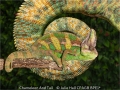 JulieHall_ChameleonAndTail