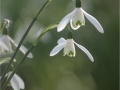 RuthSeadon_Snowdrops