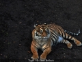 SeanBullock_Tiger