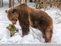 JennyWebster_GrizzlyBearLickingTheSnow