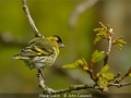 JohnCaswell_MaleSiskin