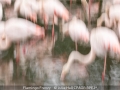 JulieHall_FlamingoFrenzy