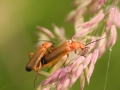 MikeChilds_SoldierBeetles