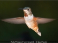 NigelTaylor_RubyThroatedHummingbird