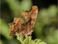 Novice_Andy-Crawford_Comma_1_Second