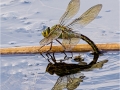 Novice_Andy-Crawford_Southern-Hawker-laying-eggs_1_First