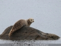 Novice_Rebecca-Boardman_Common-Grey-Seal_1_Third