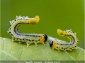 Open_Andy-Kent_Sawfly-Larvae_1_Second