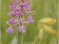 Open_Rebekah-Nash_Green-winged-Orchid-in-the-Cowslips_1_Third