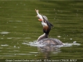 Open_Sue-Vernon_Great-Crested-Grebe-with-catch_1_First