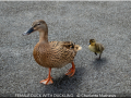 Charlotte-Mathews_FEMALE-DUCK-WITH-DUCKLING_1