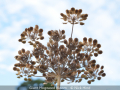 Nick-Hind_Giant-Hogweed-Bloom_1