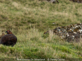 Penny-Davies_Red-Grouse-On-Moorland_1