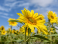 Sarah-Broomfield_Sunflower-Field_1