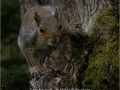 Sheila-Billingham_Grey-Squirell_1