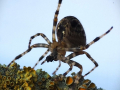 Steve-Williams_Attaching-A-New-Thread-Araneus-Diadematus_1