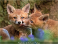 Richard-Parkes_Fox-Cub_1