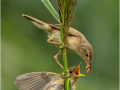 Richard-Parkes_Reed-Warbler_1