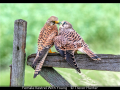 Trevor-Hunter_Female-Kestrel-With-Young_1