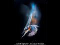 Trevor-Hunter_Male-Kingfisher_1