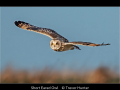 Trevor-Hunter_Short-Eared-Owl_1