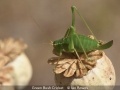 Novice_Ian-Bowes_Green-Bush-Cricket_1_Third