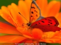 Novice_Ian-Bowes_Tortoiseshell-Butterfly_1_Highly-Commended