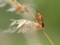 Novice_Ian-Bowes_Wharf-Borer_1_First