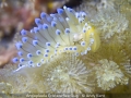 Open_Andy-Kent_Antiopleela-Cristata-Sea-Slug_1_Commended