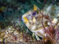 Open_Andy-Kent_Tompot-Blenny_1_First