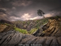 Open_David-Jellie_Clifftop-Tree_1_Commended