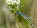Open_David-Jellie_Common-Blue-Damselfly-With-Prey_1_Commended
