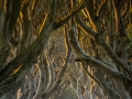 Open_Nick-Veale_Walking-The-Dark-Hedges-At-Dawn_1_Highly-Commended