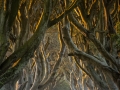 Open_Nick-Veale_Walking-The-Dark-Hedges-At-Dawn_1_Highly-Commended
