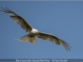 Open_Paul-Smith_Rare-Leucistic-Gened-Red-Kite_1_Highly-Commended