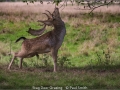 Open_Paul-Smith_Stag-Deer-Grazing_1_Highly-Commended
